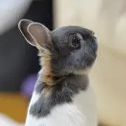 ひゃく