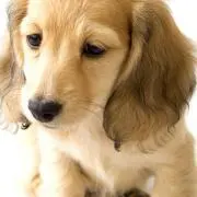 マルちゃんの画像