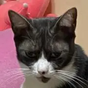 hamstertonekoの画像