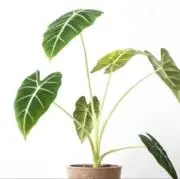 leafの画像