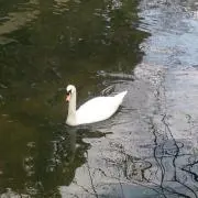 あけちゃん