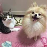 あいぽん