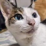 よもぎねこ◮◭◭の画像