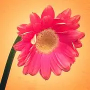 エリの画像