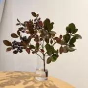 ゆっけの画像