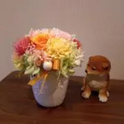 ショップももの画像