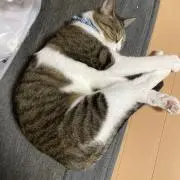 ちむこうの画像