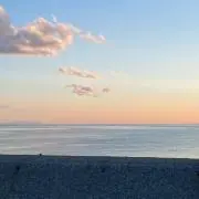 アオの画像