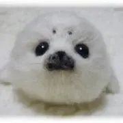 kabu