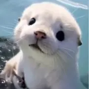 しろろあざらし★まとめ買い割引中の画像