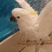 dagaの画像