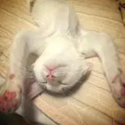 Sammyの画像