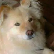 あさの画像