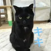 ♪7匹のボス♪〜保護猫活動・TNR活動〜