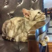 もち巾着の画像