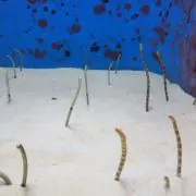 のりのり