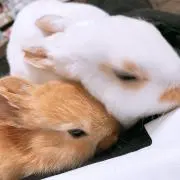 ゆち