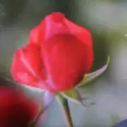 roseの画像