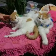 ぷーちん3
