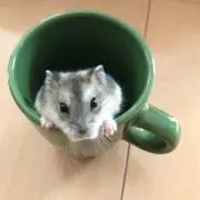 ハムポンズ