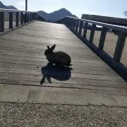 s✾の画像
