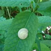 ハルの画像