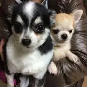 洋ちゃんの画像