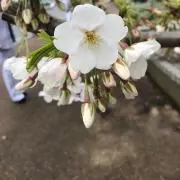 かりん
