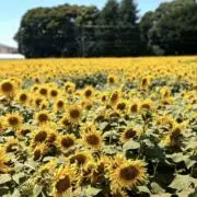 ハナジュノの画像