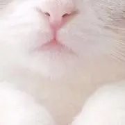 ねここの画像