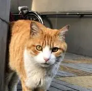 ばんちゃおの画像