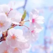 aoiの画像
