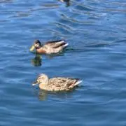 あまの画像
