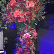 ノーラの画像