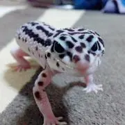 ふちのすけ