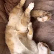 さくの画像