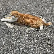 アロハシャツ