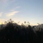 おいも