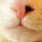 みけねこ本舗の画像