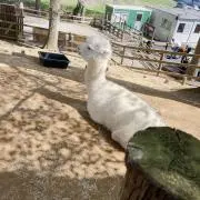ぽこちゃん