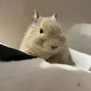 mitunaraokabiの画像