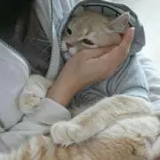 niの画像