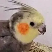 おかめの画像