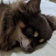あたんの画像
