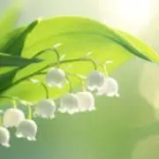 p pの画像
