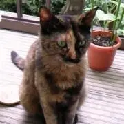 極楽ねこねこの画像