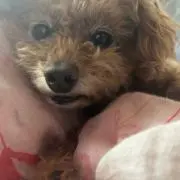 きょーへ
