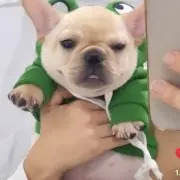 バスティーくんの画像