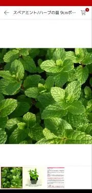Mintの画像