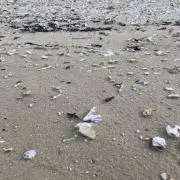 hayukoの画像
